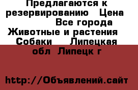 Предлагаются к резервированию › Цена ­ 16 000 - Все города Животные и растения » Собаки   . Липецкая обл.,Липецк г.